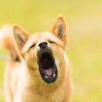 犬の吠え声 トラブル