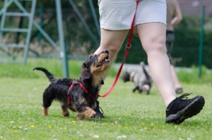 犬　コマンドトレーニング