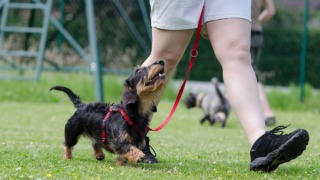 犬　コマンドトレーニング