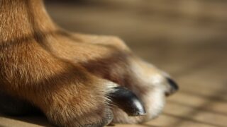 犬 爪切り 嫌がる