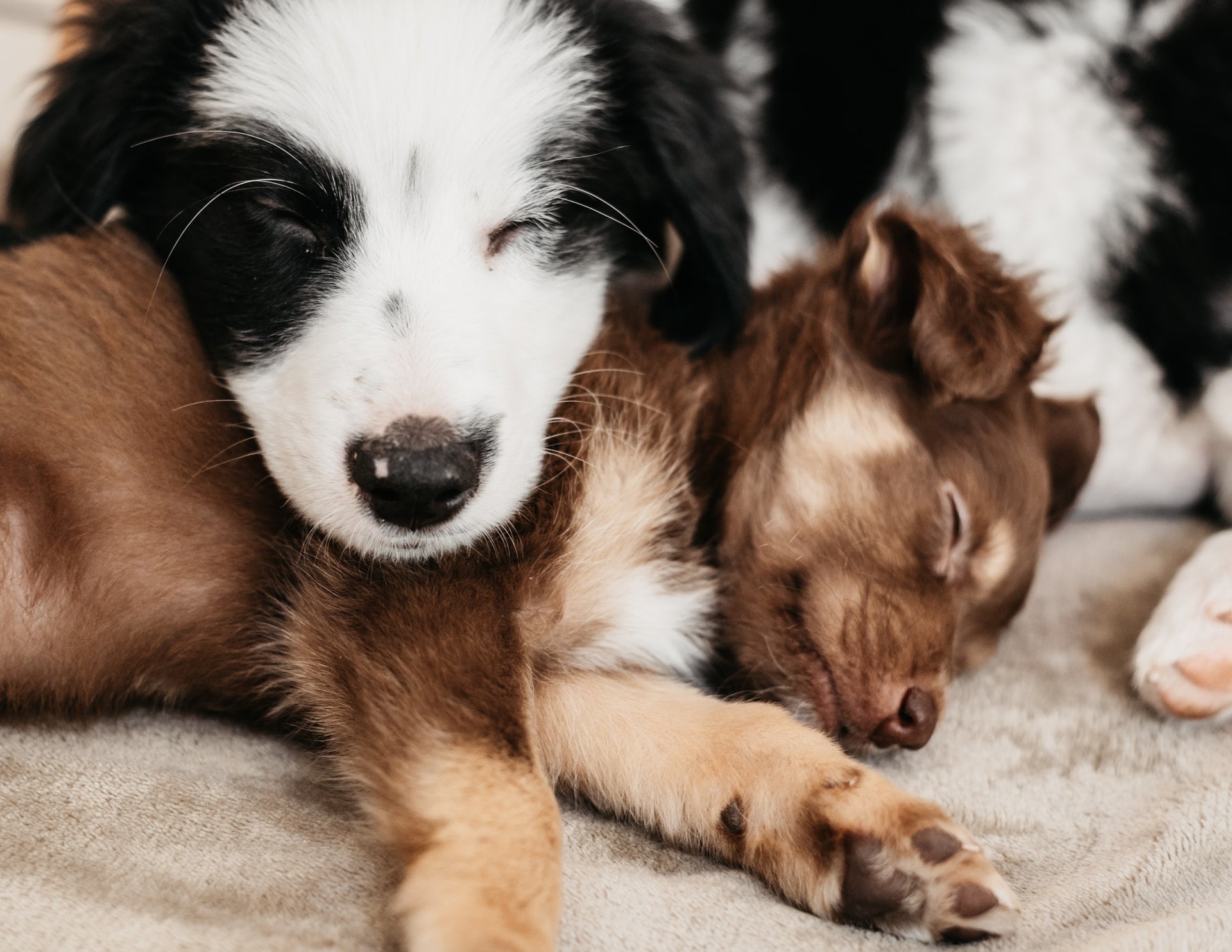 犬のしつけとトリミング専門店MoveOnのペットホテル写真