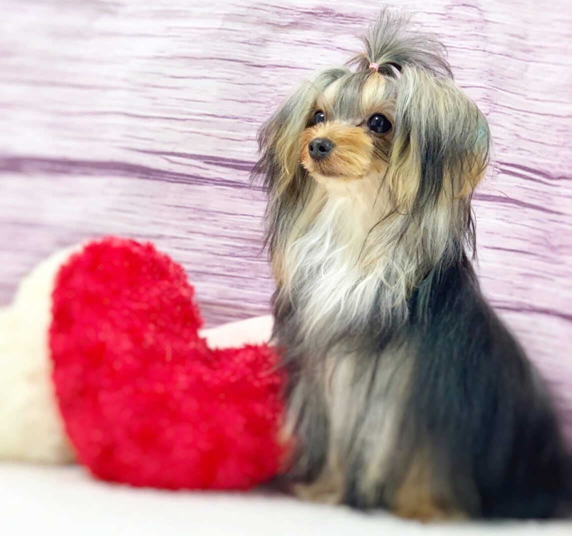 トリミング Lokahi 犬のしつけとトリミング専門moveon トリミング Lokahi 犬のしつけとトリミング専門moveon