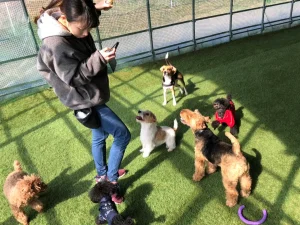 犬の保育園 船橋 市川