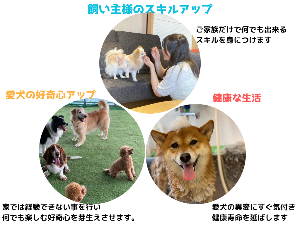 犬と夢の生活