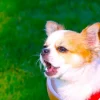 Thumbnail of related posts 050